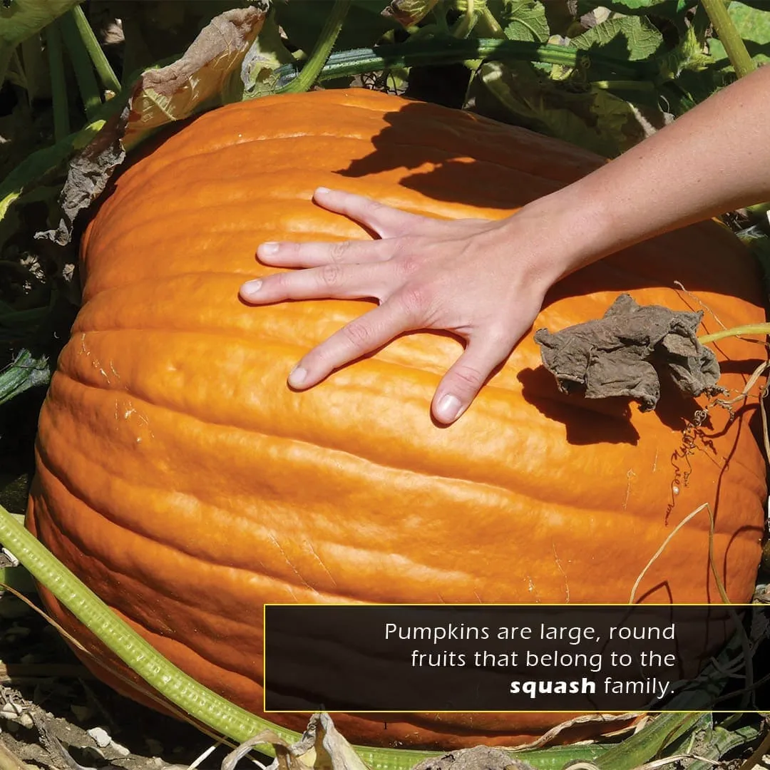 Pumpkins! A My Incredible World Picture Book for Children